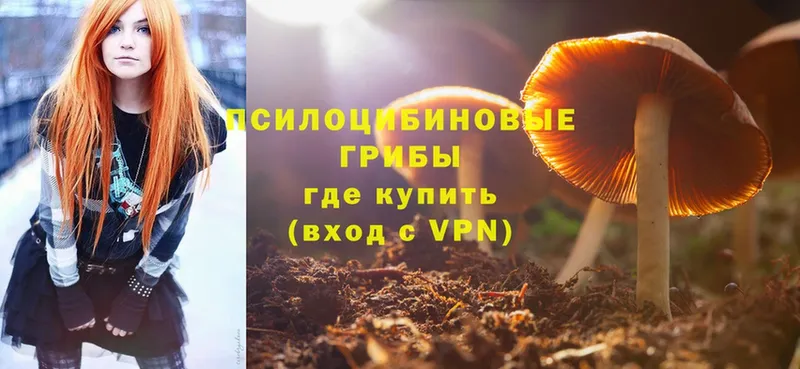 наркотики  Вичуга  Псилоцибиновые грибы Cubensis 